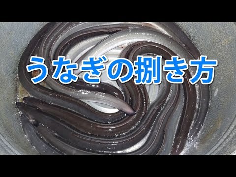 うなぎの捌き方