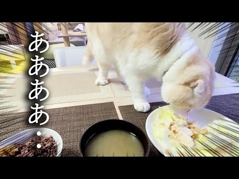 ご馳走をつまみ食いにきた猫がこちら