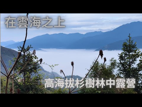 在雲海之上｜高海拔杉樹林中露營｜Tiitent space pro ｜柴火怪獸｜#巴棍杉林露營區