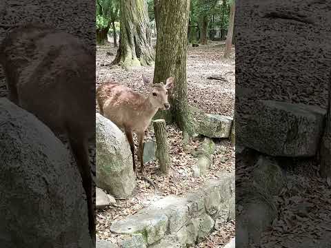 お辞儀がカワイイ鹿🦌　#shorts #奈良公園 #奈良公園の鹿