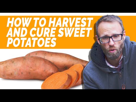 How To Harvest And Cure Sweet Potatoes?