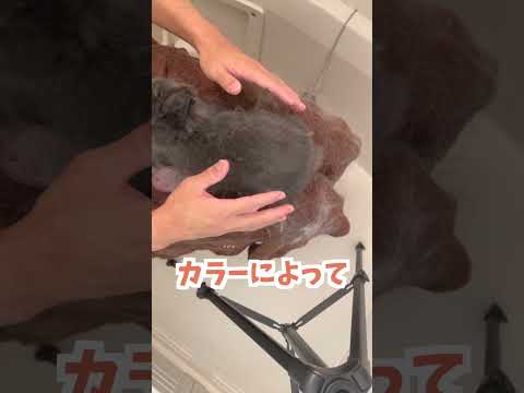 うさぎを飼う前に必ず知っておいて欲しいことー換毛編ー【ネザーランドドワーフのコッペ】#ネザーランドドワーフ #コッペパン #うさぎ  #うさぎのいる暮らし #ウサギ #shorts