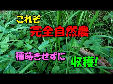 【自然農】これこそ完全自然農　種蒔きをせず、収穫！