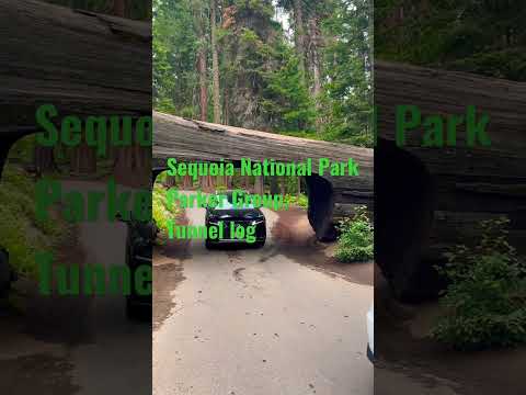 SequoSequoia National ParkParker Group, Tunnel log