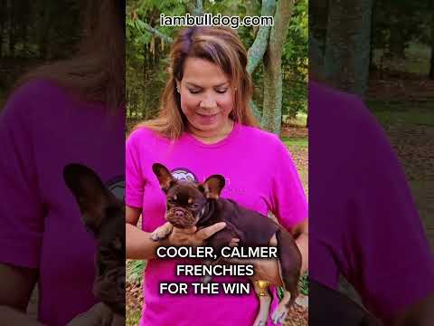 GET YOU a COOLER CALMER FRENCHIE!ATHENA just keeps getting more and more ADOR-A-BULL #frenchbulldog