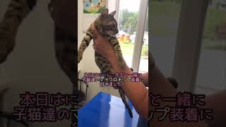 マイクロチップ装着に行きました！#ベンガル #猫 #リアルキャット