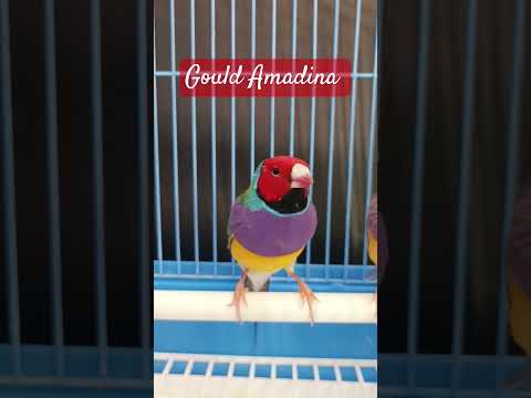 Mascul tânăr de Gould de o calitate deosebită #birds #gouldianfinch