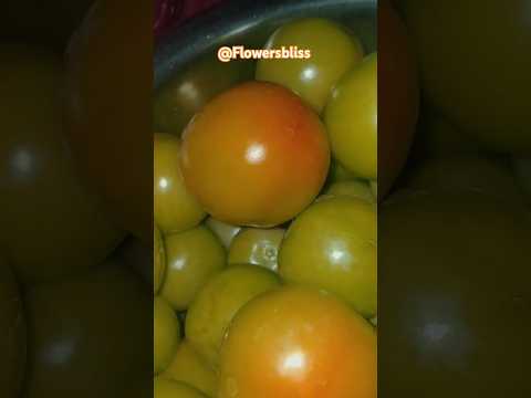 Fast growing vegetables in home Garden | Tomatoes #shorts #tomato #homegrown