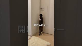 すごい猫