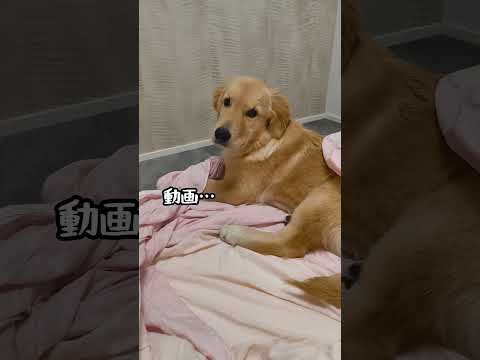 布団カバーに潜ってお邪魔するゴルパピ#ゴールデンレトリバー仔犬 #ゴールデンレトリバーのいる生活 #大型犬