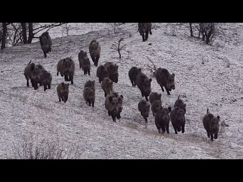 INSANE WILD BOAR HUNTING - KALABALIK DOMUZ SÜRÜSÜ AVI