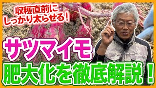 家庭菜園や農園のサツマイモ栽培で最後の最後に太らせる秘訣！サツマイモを肥大化するコツとサツマイモの育て方！【農家直伝】