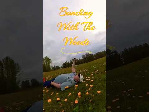 Dandelion Festival  in Chilliwack  #shorts #funny #comedy #viral #sarcasm #insta360 #jokes #flowers