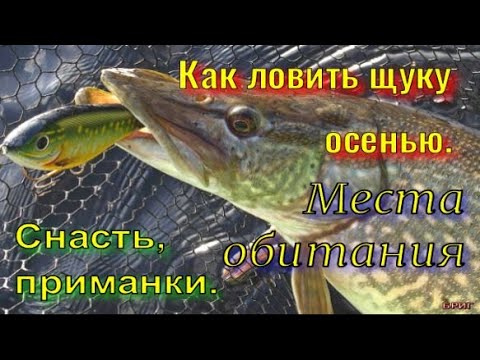 Как ловить щуку осенью . Снасть, приманки . Места обитания .