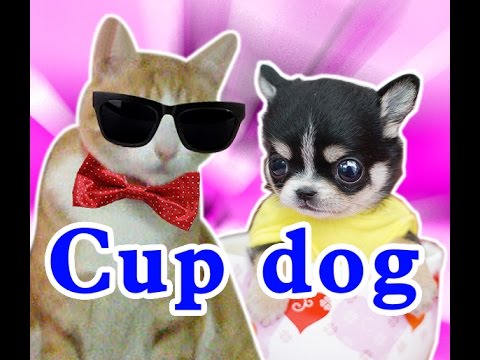 Cup puppies - 超可愛茶杯小狗