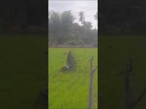 Alagu mayil nadanam / peacock 🦚 dancing video/ rainy dance in peacock 🦚