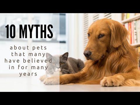 10 Myths About Pets That Many Have Believed in For Many Years