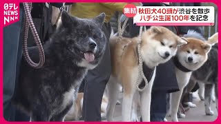 【ハチ公生誕100年を記念】秋田犬40頭が渋谷でお散歩 【100th anniversary of Hachiko's birth: 40 Akita dogs stroll in Shibuya.】