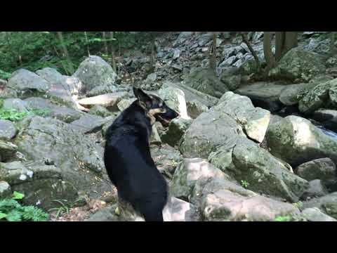 Off Leash German Shepherd Hiking Video Series Hiking with Dog in the wilderness Ep179