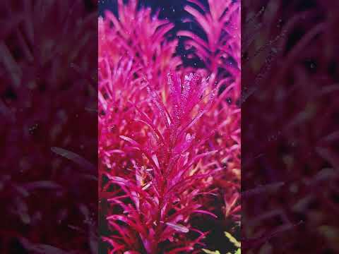 Discover the Allure of Red Aquatic Plants: Transform Your Aquarium Today! | Pondon Aquarium