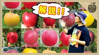 【りんご全10種】品種ごとの美味しさを徹底解説！あなたも全種類食べたくなる…！　#りんご #品種 #解説