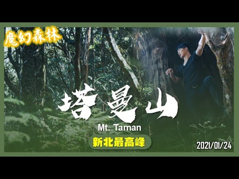 桃園 塔曼山｜新北第一高峰｜魔幻森林｜山野日記EP.12