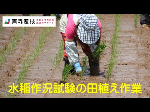 水稲作況試験の田植え作業 AS23【農林総合研究所】