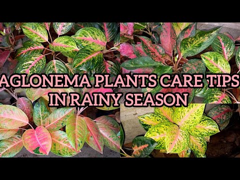 അഗ്ലോണിമ ചെടികളുടെ മഴക്കാല സംരക്ഷണം | aglonema plants care tips in rainy season🌧💧