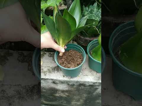 This could happen when snake plant roots are exposed / snake plant rescue #shorts