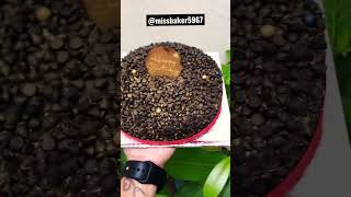 Chocochips cake 🎂 #chocochips #chocochipscake #chocolatetrufflecake #trendingshorts #nanded