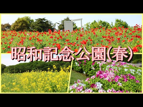 東京の立川にある国営昭和記念公園でポピー、菜の花、つつじを撮ってきました！