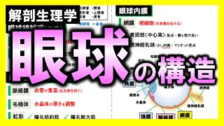 【解剖生理学（感覚器系）】視覚器・眼球の構造