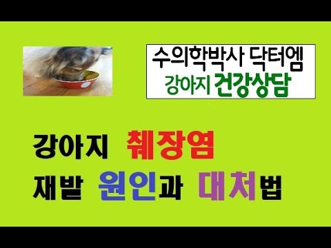 강아지 췌장병 재발 이유와 대처방법