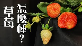 草莓Strawberry怎麼種 | 5個重點種出無農藥草莓《葛斯怎麼種》25