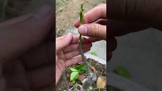 Hibiscus grafting - How to graft #shorts