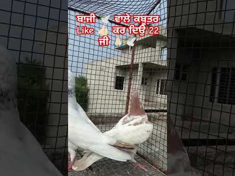 #pigeo#kabuterbaaz #shortvideos #youtube #pigeonloves #viralvideo #kabutarstatus #tranding#bird