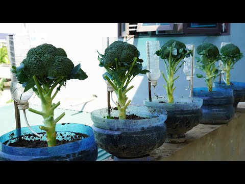 Growing Broccoli Is Easy, No Garden Needed And Quick To Harvest!