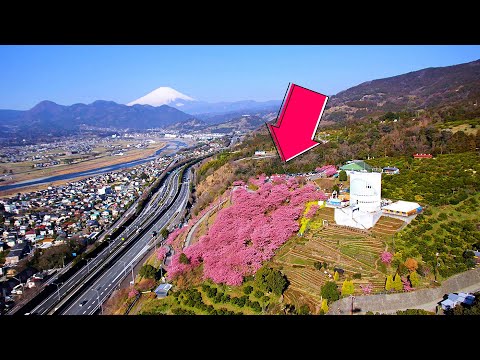 Go to see the early blooming cherry blossoms in Japan.