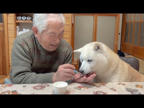 バカやって人生楽しむ柴犬＆じいちゃん＆サモエド