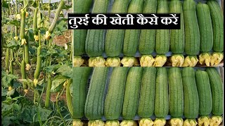 तुरई की खेती कैसे करें ! #तुरई_ग्राफ्टिंग How to cultivate ridge gourd! #ridge gourd_grafting