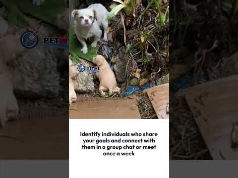 Starving Mom Dog Desperately Watches Her 3 Babies Crying In The Rain And Tries To Keep Them Warm