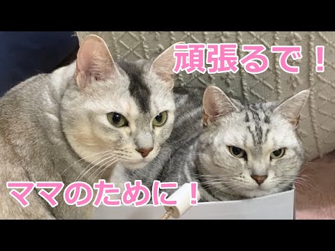 お正月から猫コンビがとんでもない事考えてます💦おしゃべりペット