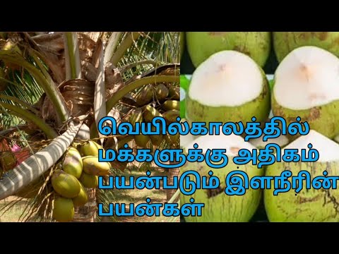 இளநீரின் பயன்கள்||ilaneerin  benefits in tamil