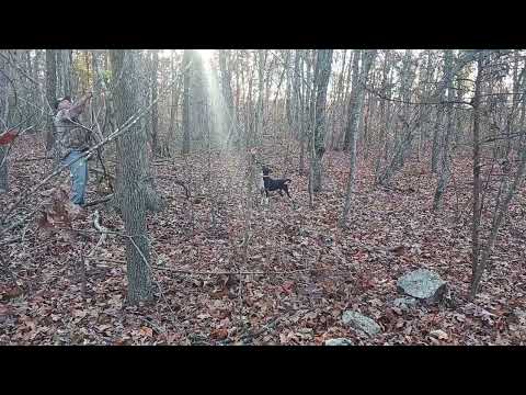 Dry Creek Hunting Dogs    11 4 2023