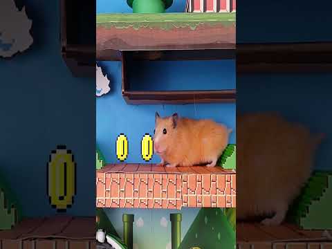 DIY hamster Mario maze #Shorts #cute #hamster