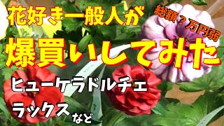 【爆買い】ヒューケラドルチェ/ラナンキュラスラックス🌻