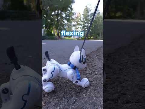 Who will run out of battery first? Robodog vs Real Dog