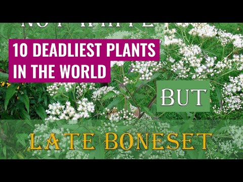 10 deadliest plants in the world