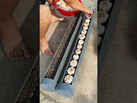 Vegetables Growing in a Balcony Garden