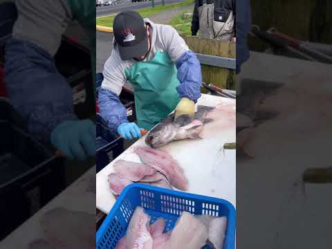 Is This Rockfish Going To Be Alright? #fillet #fish #rockfish #clean #newport #oregon #viralvideo